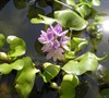 Water Hyacinth