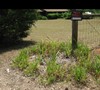 before right side of driveway 6/14/11