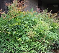 Heavenly Bamboo Nandina Picture