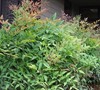 Heavenly Bamboo Nandina