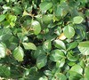 Manhattan Euonymus