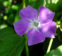 Vinca Major Picture