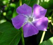 Vinca Major