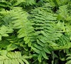 Shaggy Shield Fern