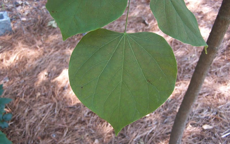 Ace Of Hearts Redbud Picture Gardenality