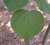 Eastern Redbud Tree