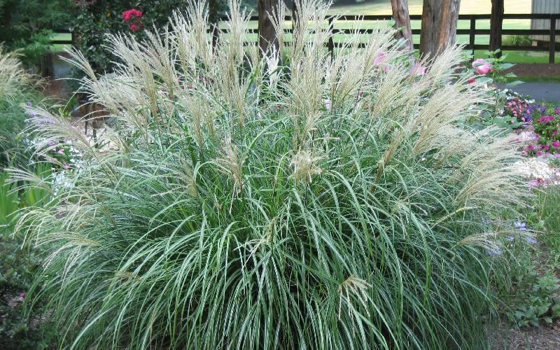 Adagio Dwarf Maiden Grass Picture