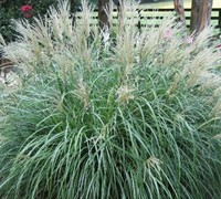 Adagio Dwarf Maiden Grass Picture