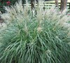 Adagio Dwarf Maiden Grass
