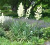 Water Garden