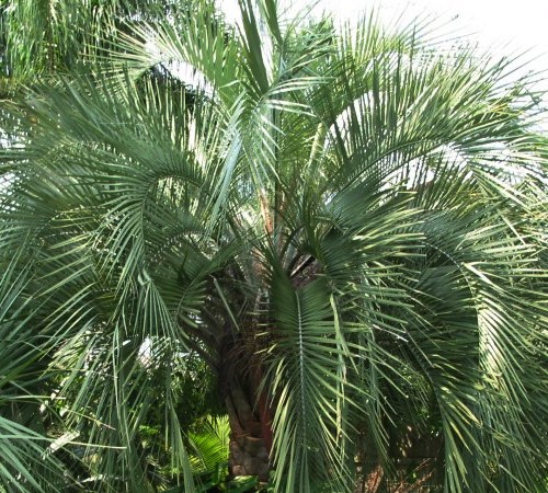 Picture of Pindo Palm