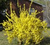 Lynwood Gold Forsythia