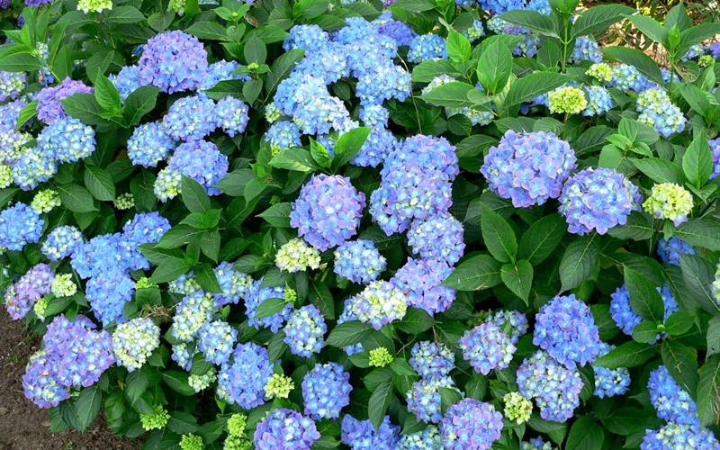 dooley hydrangea gardenality dooley hydrangea gardenality