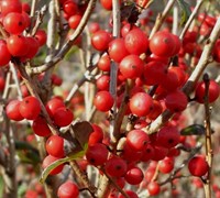 Afterglow Winterberry Holly Picture