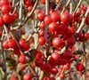 Afterglow Winterberry Holly
