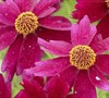 Limerock Ruby Coreopsis