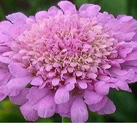 Butterfly Pink Pincushion Flower Picture