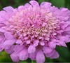 Butterfly Pink Pincushion Flower