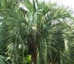 Pindo Palm