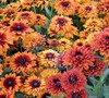 Cherokee Sunset Rudbeckia