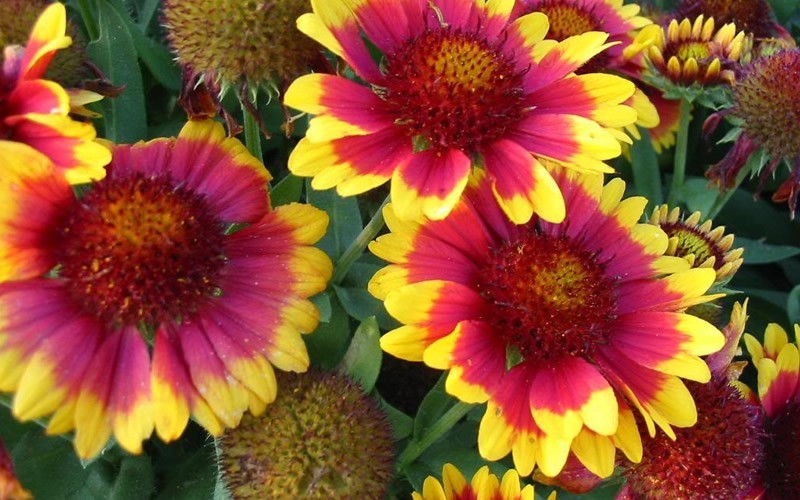 Goblin Gaillardia Picture