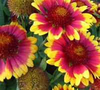 Goblin Gaillardia Picture