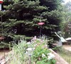Bee/Hummingbird Garden Picture