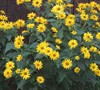 Summer Sun Heliopsis