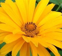 Summer Sun Heliopsis Picture