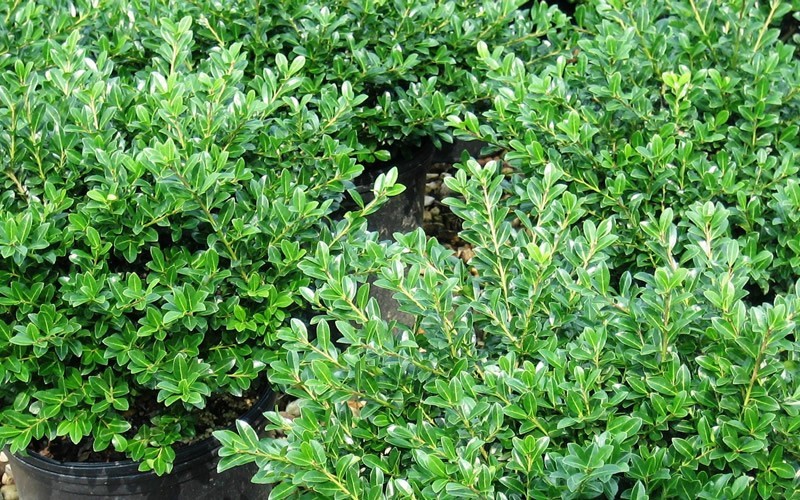 Green Luster Holly Picture