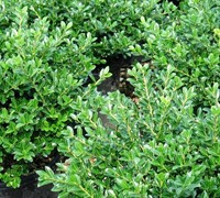 Green Luster Holly Picture