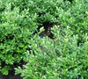 Green Luster Holly