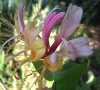 Mardis Gras Coral Honeysuckle Picture