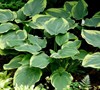 Frances Williams Hosta Lily