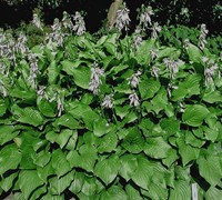 Royal Standard Hosta Lily Picture