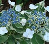Variegated Hydrangea