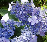 Blue Bird Hydrangea Picture