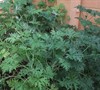 Citronella Geranium