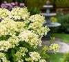 Bombshell Hydrangea