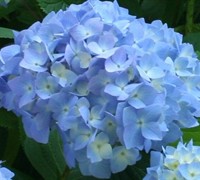 Nikko Blue Hydrangea Picture