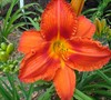 Jenn's Garden