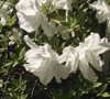 Alaska Azalea Picture
