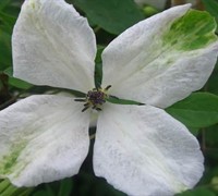 Alba Luxurians Clematis Picture