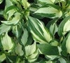Mediovariegata Hosta