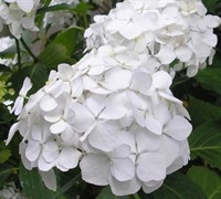 Sister Theresa Hydrangea Picture