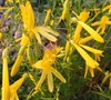 Yellow Pineleaf Penstemon