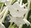 Nicotiana Sylvestris