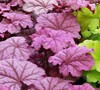 Shade Garden in backyard