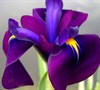 Japanese Variegated Iris