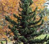 Black Dragon Japanese Cedar